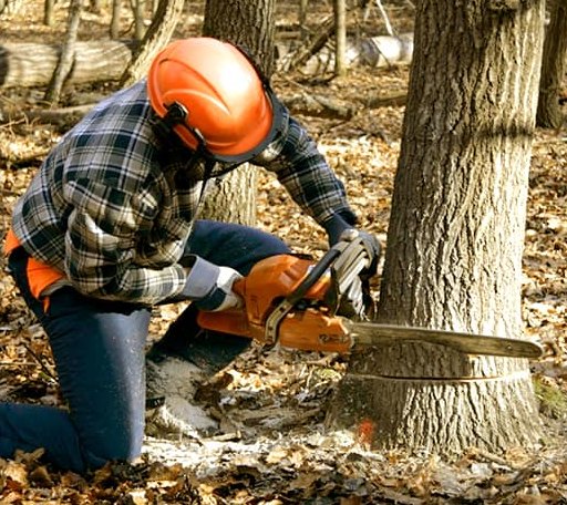Tree Removal in Rhome, TX